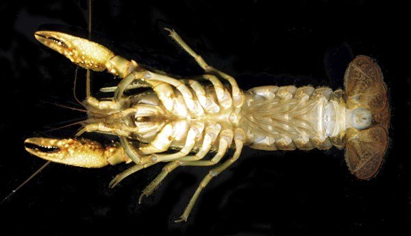 «Αμαζόνες» του νερού -Θηλυκά ψάρια & καραβίδες που αναπαράγονται μόνα τους [εικόνα & βίντεο] | iefimerida.gr 1