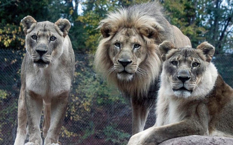 Μυστήριο με τη 18χρονη λέαινα που έβγαλε χαίτη! [εικόνες] | iefimerida.gr 2