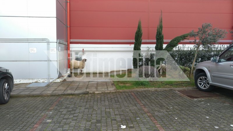 Πρόβατο έκανε... ντου στα στούντιο της Μενεγάκη [εικόνες & βίντεο] | iefimerida.gr 0