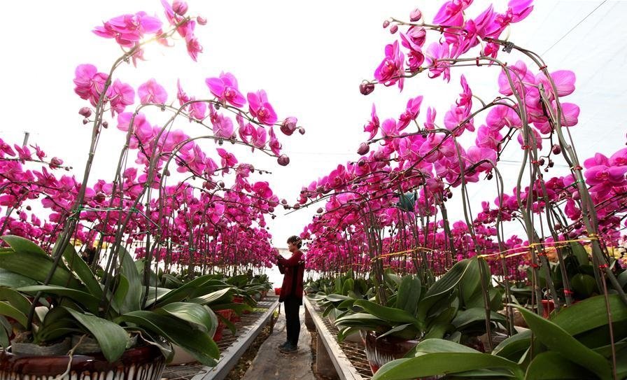 Στην Κίνα γιόρτασαν τον ερχομό της άνοιξης -Με παραδοσιακές στολές και πυροτεχνήματα [εικόνες]   | iefimerida.gr 2