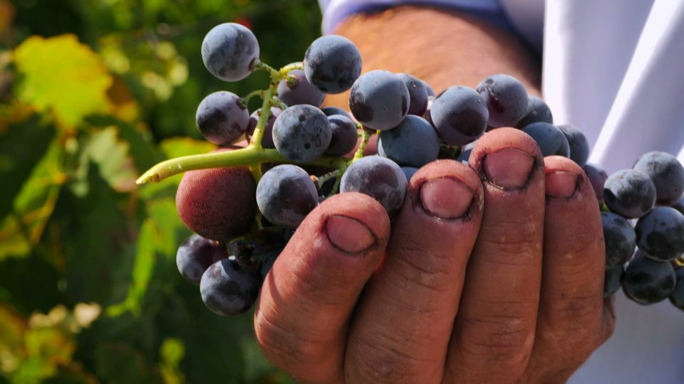 Ο Κων/νος Τσεκλένης κινηματογραφεί τη διαδικασία του κρασιού σε 40 οινοποιεία της χώρας [βίντεο]   | iefimerida.gr 0