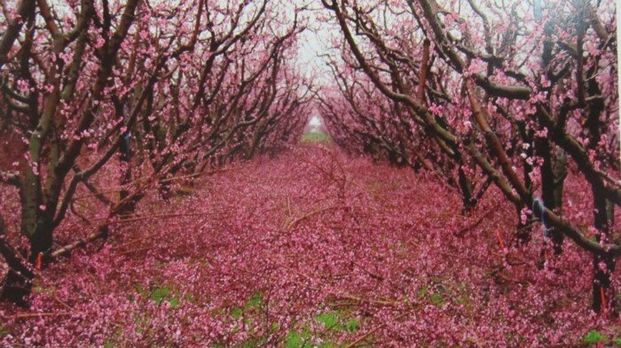 Εκπληκτικό -Ολόκληρος ο κάμπος της Ημαθίας κάθε άνοιξη βάφεται ροζ [εικόνες] | iefimerida.gr 5