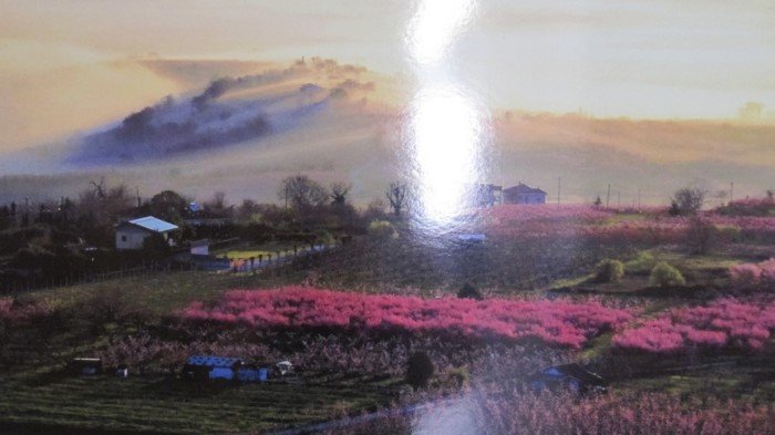 Εκπληκτικό -Ολόκληρος ο κάμπος της Ημαθίας κάθε άνοιξη βάφεται ροζ [εικόνες] | iefimerida.gr 4
