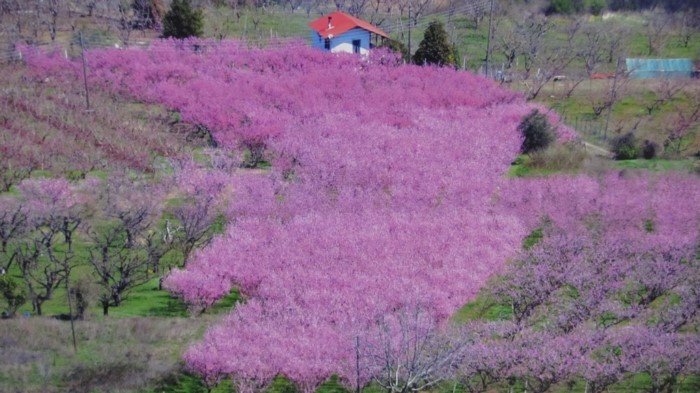 Εκπληκτικό -Ολόκληρος ο κάμπος της Ημαθίας κάθε άνοιξη βάφεται ροζ [εικόνες] | iefimerida.gr 3
