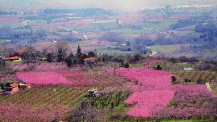 Εκπληκτικό -Ολόκληρος ο κάμπος της Ημαθίας κάθε άνοιξη βάφεται ροζ [εικόνες] | iefimerida.gr 2