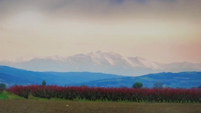 Εκπληκτικό -Ολόκληρος ο κάμπος της Ημαθίας κάθε άνοιξη βάφεται ροζ [εικόνες] | iefimerida.gr 1