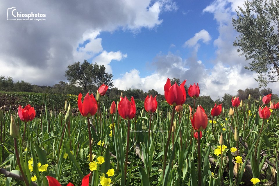 Οι μοναδικές άγριες τουλίπες της Χίου «κοκκίνισαν» το νησί [εικόνες & βίντεο] | iefimerida.gr 4
