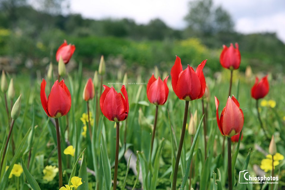 Οι μοναδικές άγριες τουλίπες της Χίου «κοκκίνισαν» το νησί [εικόνες & βίντεο] | iefimerida.gr 3