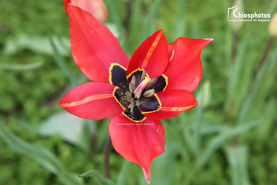 Οι μοναδικές άγριες τουλίπες της Χίου «κοκκίνισαν» το νησί [εικόνες & βίντεο] | iefimerida.gr 2