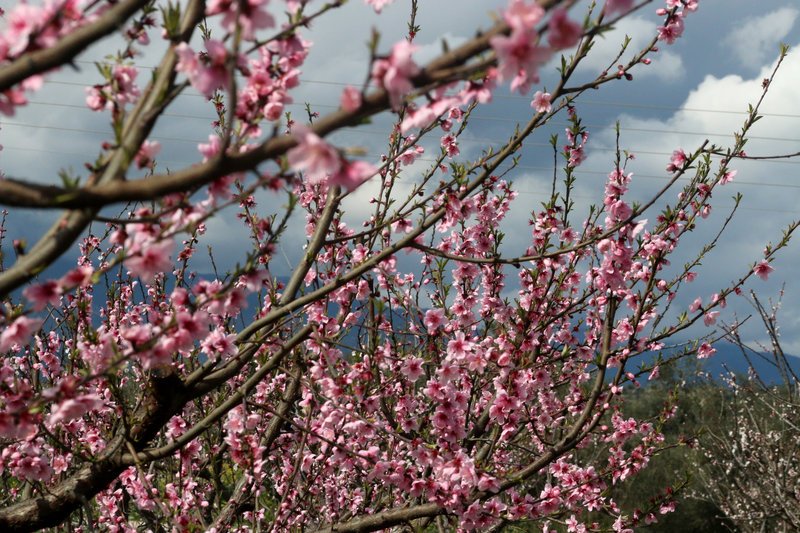 Εκπληκτικό -Ολόκληρος ο κάμπος της Ημαθίας κάθε άνοιξη βάφεται ροζ [εικόνες] | iefimerida.gr 24