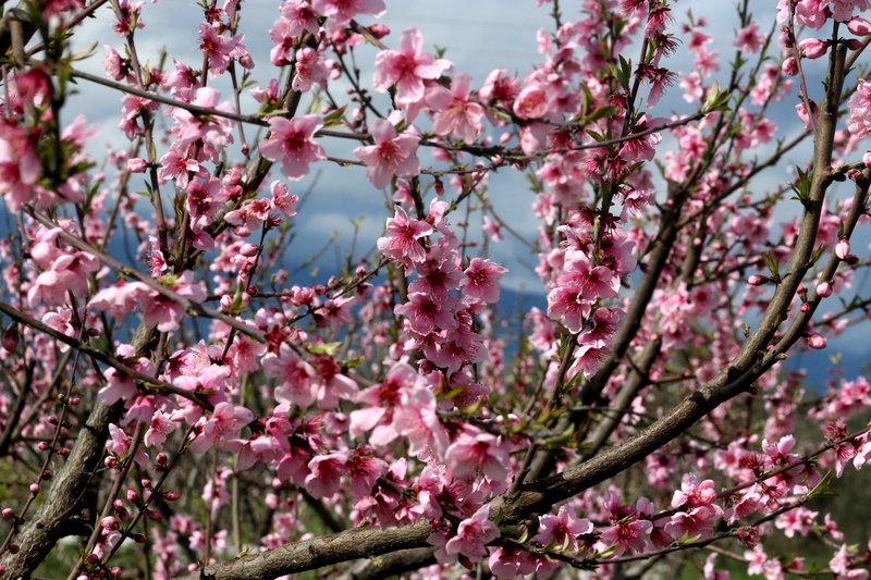 Εκπληκτικό -Ολόκληρος ο κάμπος της Ημαθίας κάθε άνοιξη βάφεται ροζ [εικόνες] | iefimerida.gr 23
