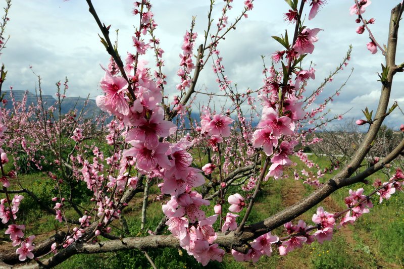 Εκπληκτικό -Ολόκληρος ο κάμπος της Ημαθίας κάθε άνοιξη βάφεται ροζ [εικόνες] | iefimerida.gr 22