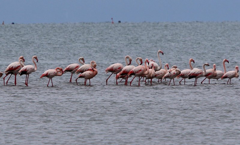 Μαγεία! Περισσότερα από 300 ροζ φλαμίνγκο έφτασαν στην Κέρκυρα [εικόνες] | iefimerida.gr 0