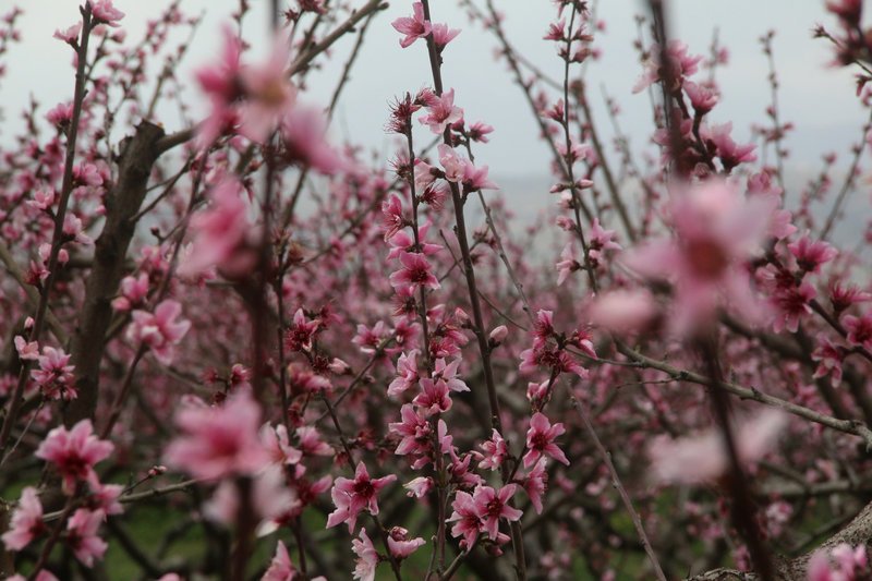 Εκπληκτικό -Ολόκληρος ο κάμπος της Ημαθίας κάθε άνοιξη βάφεται ροζ [εικόνες] | iefimerida.gr 21