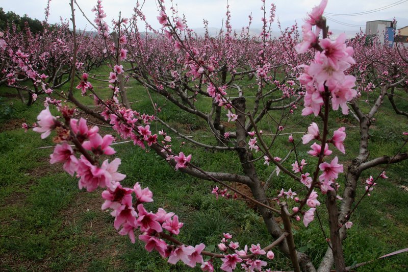 Εκπληκτικό -Ολόκληρος ο κάμπος της Ημαθίας κάθε άνοιξη βάφεται ροζ [εικόνες] | iefimerida.gr 20