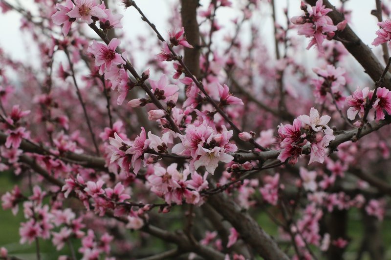 Εκπληκτικό -Ολόκληρος ο κάμπος της Ημαθίας κάθε άνοιξη βάφεται ροζ [εικόνες] | iefimerida.gr 19