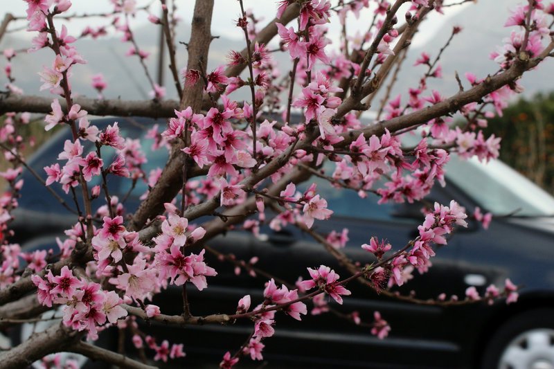 Εκπληκτικό -Ολόκληρος ο κάμπος της Ημαθίας κάθε άνοιξη βάφεται ροζ [εικόνες] | iefimerida.gr 18