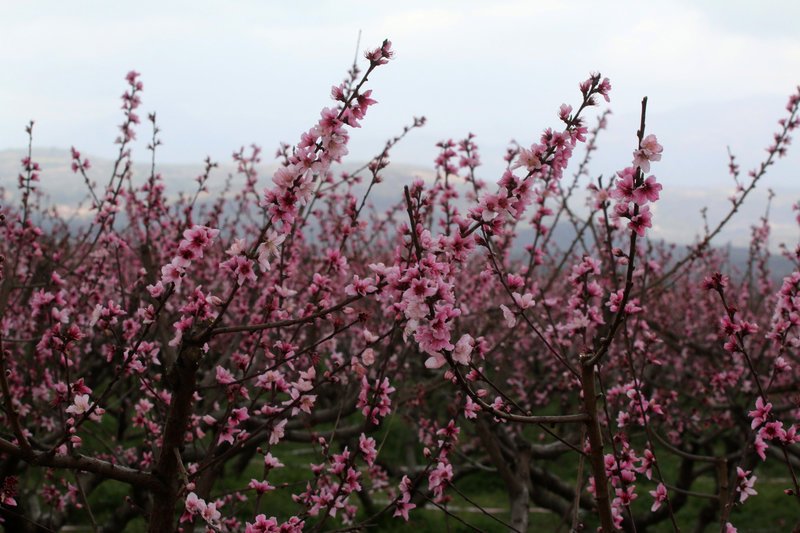 Εκπληκτικό -Ολόκληρος ο κάμπος της Ημαθίας κάθε άνοιξη βάφεται ροζ [εικόνες] | iefimerida.gr 25