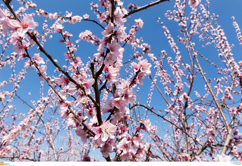 Εκπληκτικό -Ολόκληρος ο κάμπος της Ημαθίας κάθε άνοιξη βάφεται ροζ [εικόνες] | iefimerida.gr 15