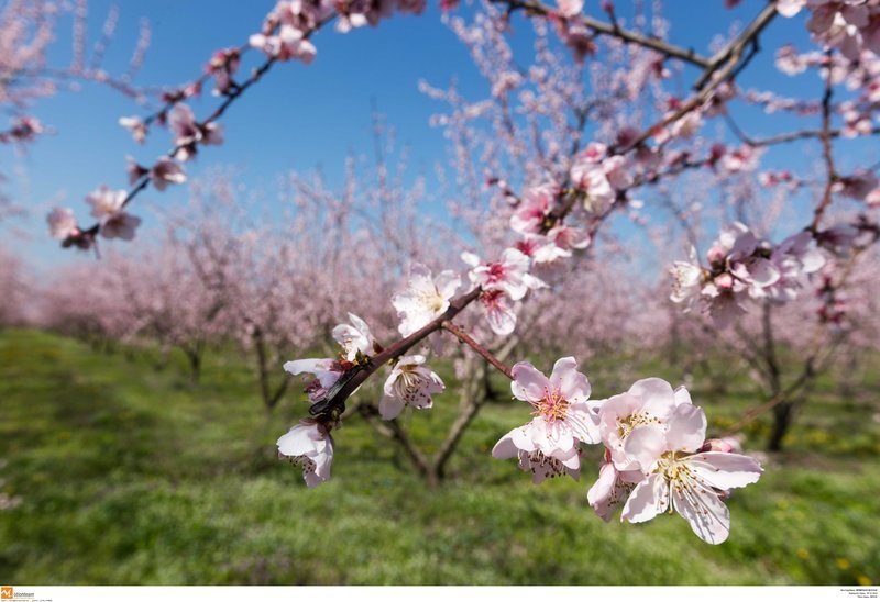 Εκπληκτικό -Ολόκληρος ο κάμπος της Ημαθίας κάθε άνοιξη βάφεται ροζ [εικόνες] | iefimerida.gr 17