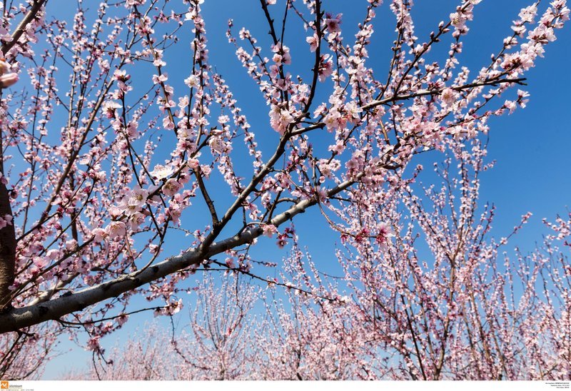 Εκπληκτικό -Ολόκληρος ο κάμπος της Ημαθίας κάθε άνοιξη βάφεται ροζ [εικόνες] | iefimerida.gr 16