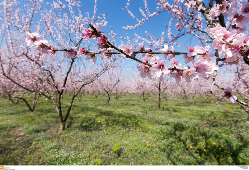 Εκπληκτικό -Ολόκληρος ο κάμπος της Ημαθίας κάθε άνοιξη βάφεται ροζ [εικόνες] | iefimerida.gr 12