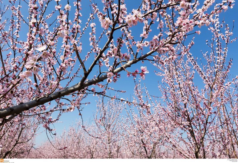 Εκπληκτικό -Ολόκληρος ο κάμπος της Ημαθίας κάθε άνοιξη βάφεται ροζ [εικόνες] | iefimerida.gr 13