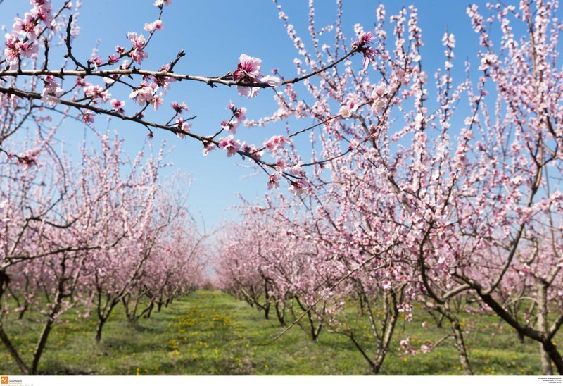 Εκπληκτικό -Ολόκληρος ο κάμπος της Ημαθίας κάθε άνοιξη βάφεται ροζ [εικόνες] | iefimerida.gr 14