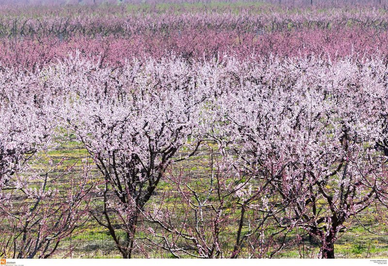 Εκπληκτικό -Ολόκληρος ο κάμπος της Ημαθίας κάθε άνοιξη βάφεται ροζ [εικόνες] | iefimerida.gr 10