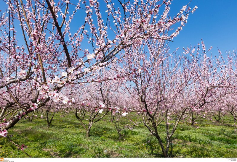 Εκπληκτικό -Ολόκληρος ο κάμπος της Ημαθίας κάθε άνοιξη βάφεται ροζ [εικόνες] | iefimerida.gr 11