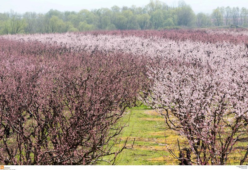 Εκπληκτικό -Ολόκληρος ο κάμπος της Ημαθίας κάθε άνοιξη βάφεται ροζ [εικόνες] | iefimerida.gr 9