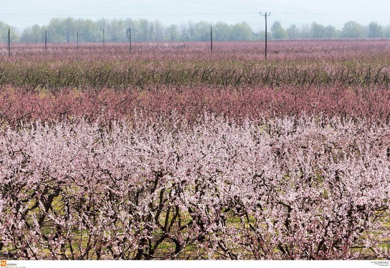 Εκπληκτικό -Ολόκληρος ο κάμπος της Ημαθίας κάθε άνοιξη βάφεται ροζ [εικόνες] | iefimerida.gr 8