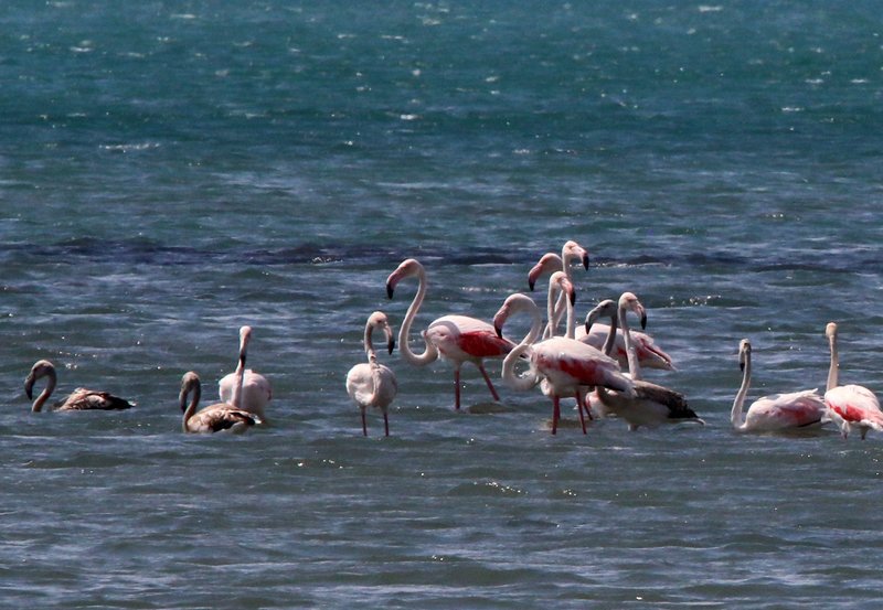 Μαγεία! Περισσότερα από 300 ροζ φλαμίνγκο έφτασαν στην Κέρκυρα [εικόνες] | iefimerida.gr 1