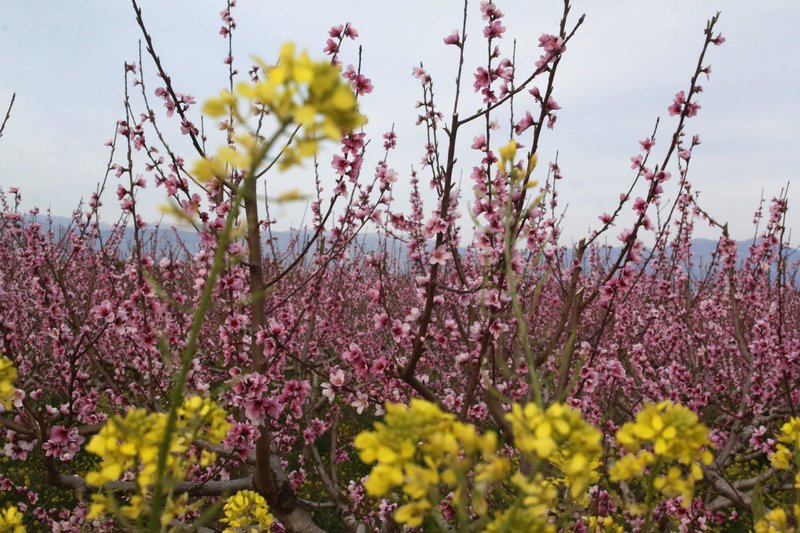 Εκπληκτικό -Ολόκληρος ο κάμπος της Ημαθίας κάθε άνοιξη βάφεται ροζ [εικόνες] | iefimerida.gr 7