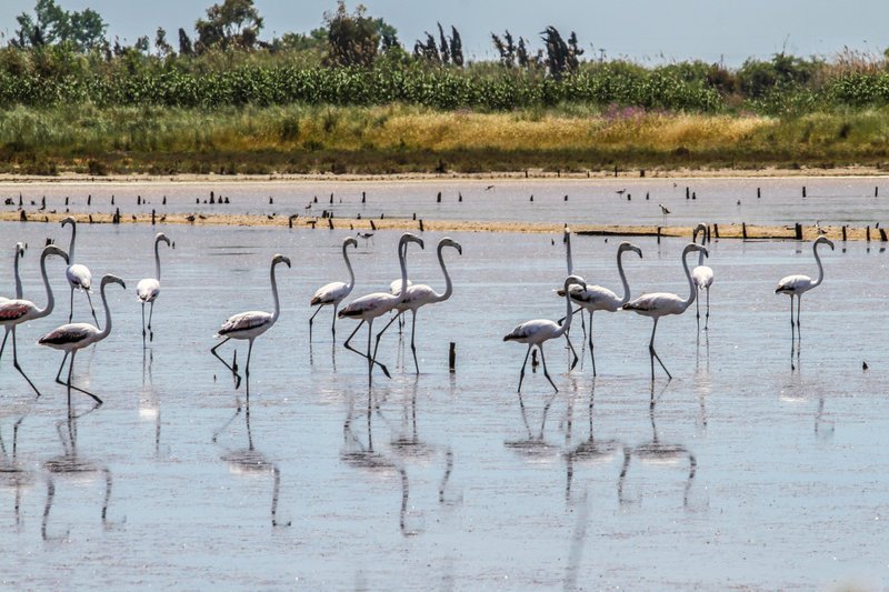 Μαγεία! Περισσότερα από 300 ροζ φλαμίνγκο έφτασαν στην Κέρκυρα [εικόνες] | iefimerida.gr 2