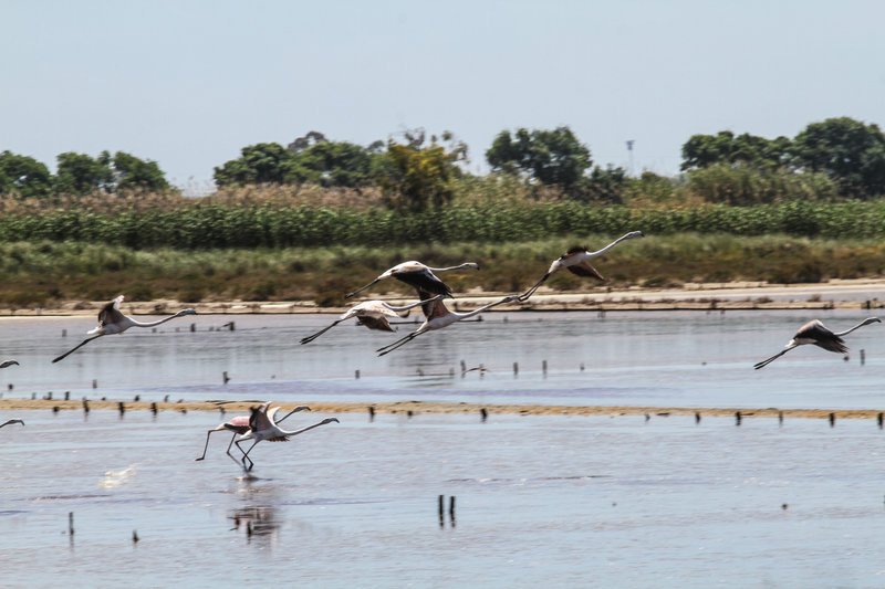 Μαγεία! Περισσότερα από 300 ροζ φλαμίνγκο έφτασαν στην Κέρκυρα [εικόνες] | iefimerida.gr 4