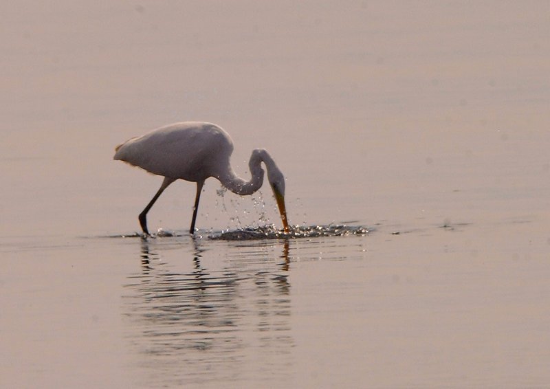 Μαγεία! Περισσότερα από 300 ροζ φλαμίνγκο έφτασαν στην Κέρκυρα [εικόνες] | iefimerida.gr 3