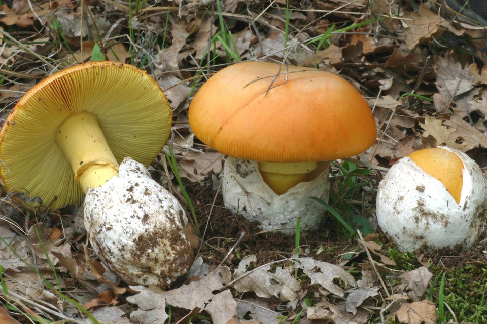 Το θαυμαστό δάσος της Ελατιάς -Με τα σπάνια μανιτάρια και τις σημύδες [εικόνες] | iefimerida.gr 0