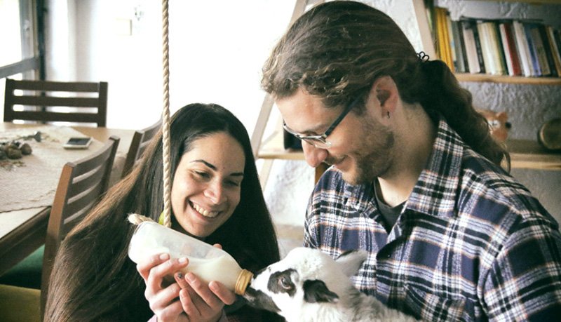 Αρνάκι σε αναπηρικό καροτσάκι ζει σε διαμέρισμα στο Ηράκλειο -Ψάχνουν τρόπο να το μεταφέρουν σε φάρμα της Αγγλίας [εικόνες] | iefimerida.gr 1