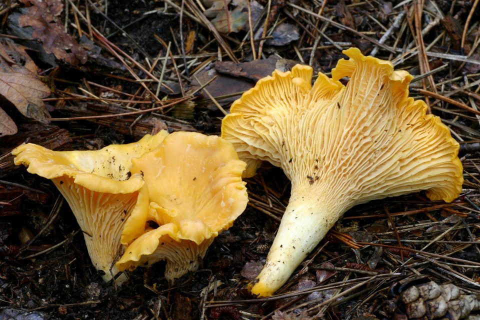 Το θαυμαστό δάσος της Ελατιάς -Με τα σπάνια μανιτάρια και τις σημύδες [εικόνες] | iefimerida.gr 1