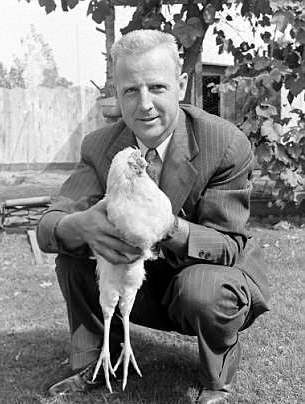 Απίστευτο! Ακέφαλη κότα ζει και μεγαλώνει κανονικά εδώ και μία εβδομάδα [εικόνες]  | iefimerida.gr 2