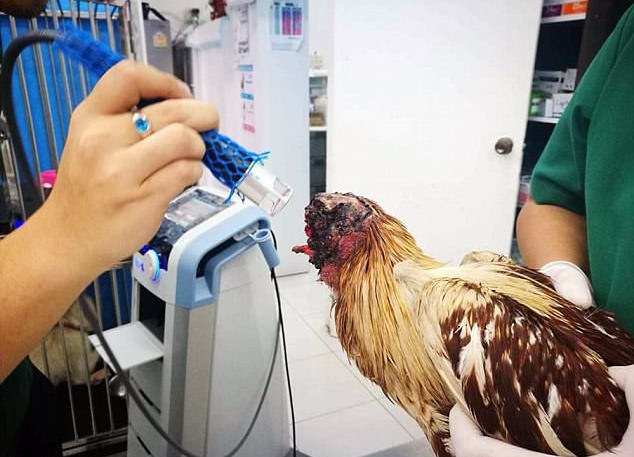 Απίστευτο! Ακέφαλη κότα ζει και μεγαλώνει κανονικά εδώ και μία εβδομάδα [εικόνες]  | iefimerida.gr 0