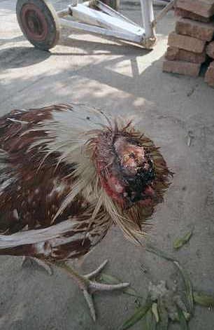 Απίστευτο! Ακέφαλη κότα ζει και μεγαλώνει κανονικά εδώ και μία εβδομάδα [εικόνες]  | iefimerida.gr 1