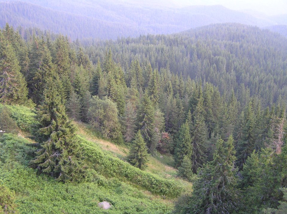 Το θαυμαστό δάσος της Ελατιάς -Με τα σπάνια μανιτάρια και τις σημύδες [εικόνες] | iefimerida.gr 2