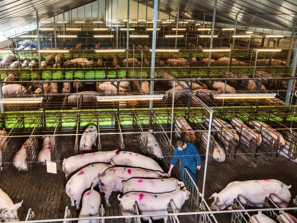 Θαύμα: Πώς η Ολλανδία έγινε ο 2ος εξαγωγέας τροφίμων παγκοσμίως [βίντεο] | iefimerida.gr 6