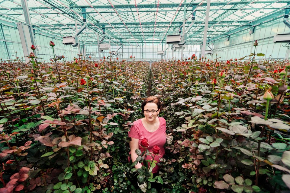 Θαύμα: Πώς η Ολλανδία έγινε ο 2ος εξαγωγέας τροφίμων παγκοσμίως [βίντεο] | iefimerida.gr 7