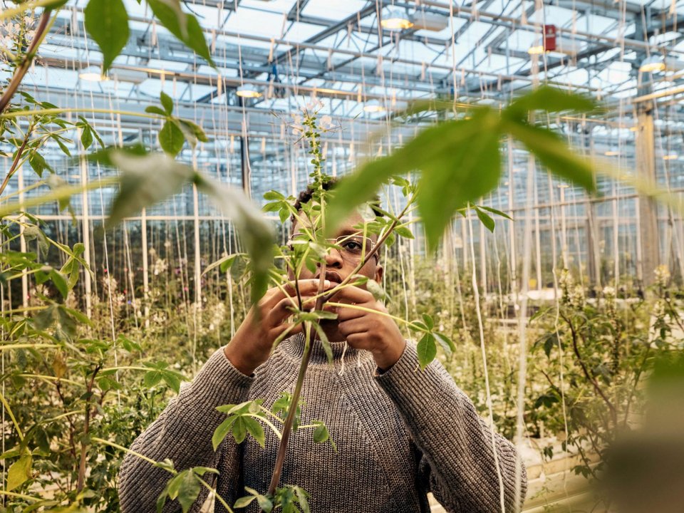 Θαύμα: Πώς η Ολλανδία έγινε ο 2ος εξαγωγέας τροφίμων παγκοσμίως [βίντεο] | iefimerida.gr 5