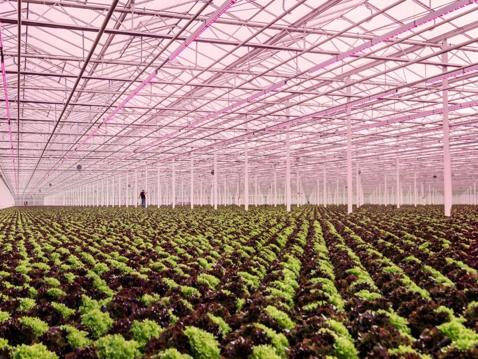 Θαύμα: Πώς η Ολλανδία έγινε ο 2ος εξαγωγέας τροφίμων παγκοσμίως [βίντεο] | iefimerida.gr 4