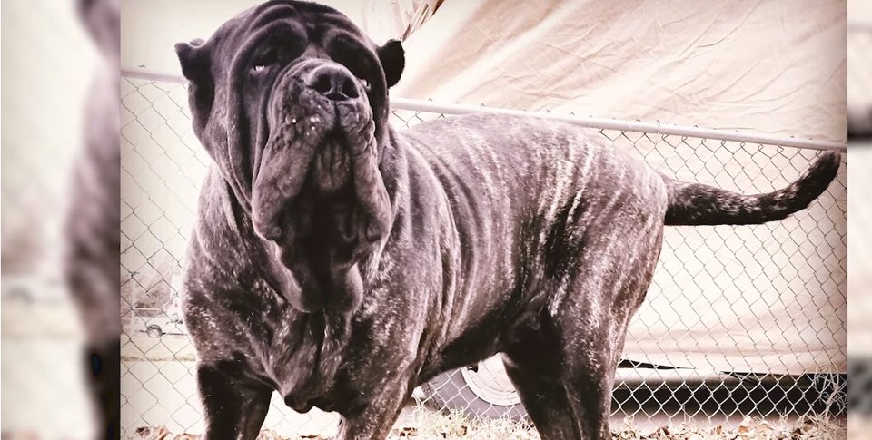 Το μεγαλύτερο κουτάβι στον κόσμο: Ζυγίζει 82 κιλά και έχει ύψος 1,80 μέτρα! [εικόνες & βίντεο] | iefimerida.gr 0