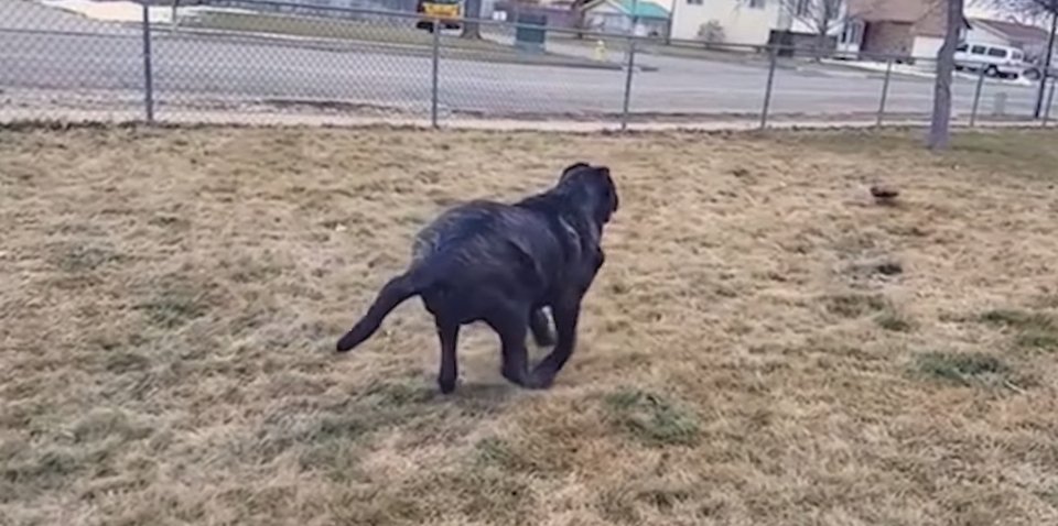 Το μεγαλύτερο κουτάβι στον κόσμο: Ζυγίζει 82 κιλά και έχει ύψος 1,80 μέτρα! [εικόνες & βίντεο] | iefimerida.gr 1